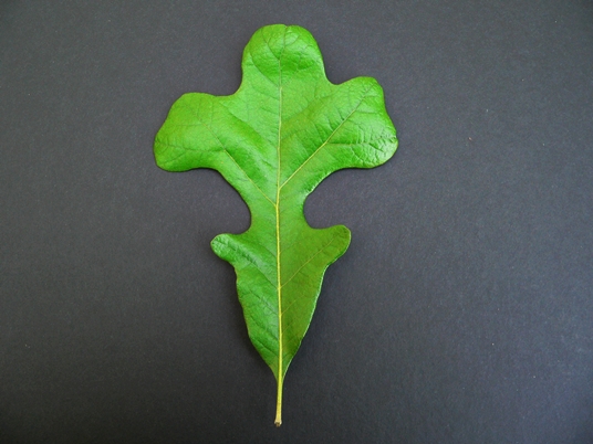 {Quercus stellata}